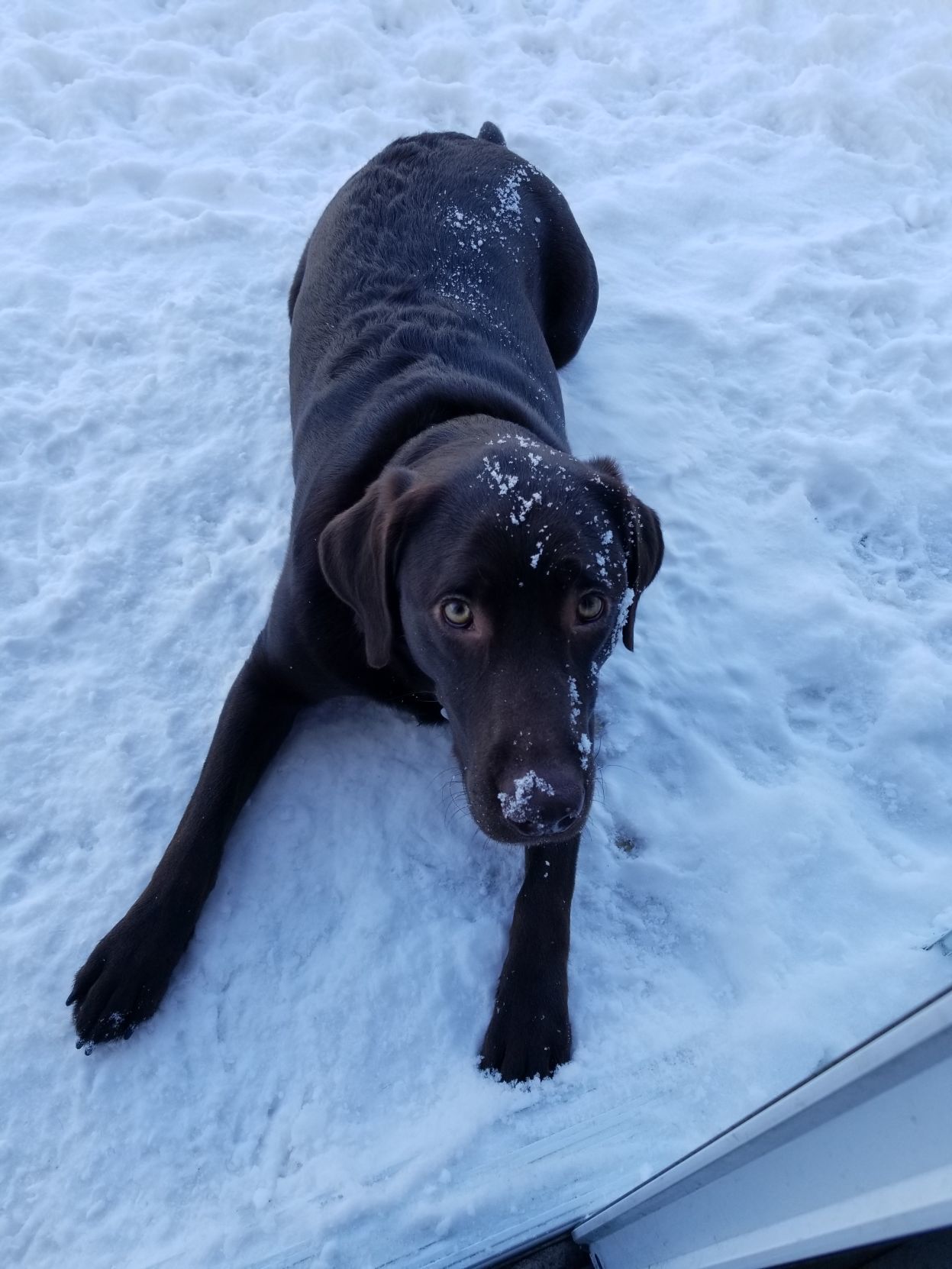 The Times Cutest Pets of Winter 2018